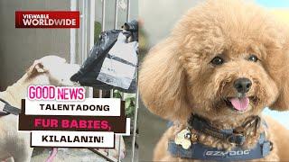 Talentadong fur babies kilalanin  Good News