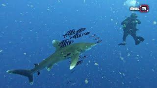 Egypt 23 - Marsa Alam & Elphinstone - shark diving