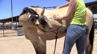 Mutual Grooming with your Horse