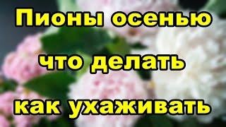 Как рассадить пионы осенью  Как ухаживать за пионами