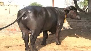 Best  Dairy Farm in IndiaMurrah  Most Expensive Young Bull Billing Dairy Farm