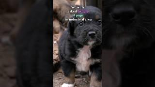 Orphaned Puppies Desperately Trying To Survive #animalrescue #dog #puppy #shorts