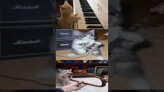 Fukashigi no carte cats trumpet cover