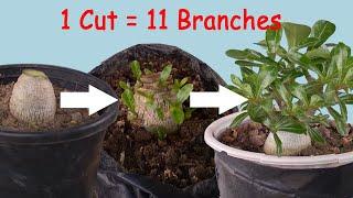 How to Grow Multiple Branches in Adenium Seedlings  3 Tips