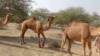 Camel  raining and romance  desert animals