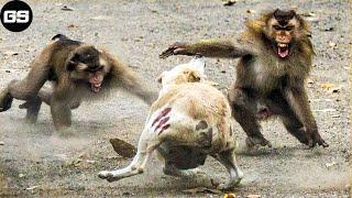 15 Chaotic Battles When Monkeys Rushes Into The Dogs Territory  Animal Fight