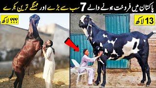 Pakistan Main 7 Sab Say Mehangay Bakray  Biggest And Expensive Goats  NYKI