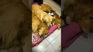 Funny Animals Dog And Cat Amazing Funny Video  Comparison