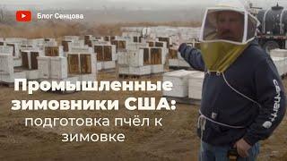 Тысячи пчелосемей+ Промышленные зимовники США подготовка пчел к зимовке