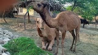 Camel Eating Grass