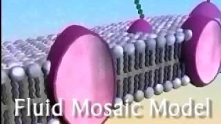 The Plasma Membrane