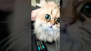 Kedi Videoları - Cat Videos - Virgin Bir Anda Geldi ve Sevdirip Yerine Kaçtı 