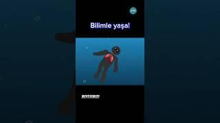 Yüzmeyi bilmiyorsanız ne yapmalısınız?