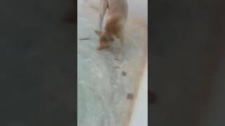 OMG A DOG EATS SUGARCANE  VIRAL VIDEO 