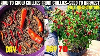 How To Grow Chillies At Home100+ chillies per plantSeed To Harvest