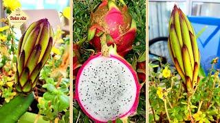 How to grow Dragon Fruit at home Pitaya - Dragon Fruit - what kind of fruit