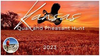 HOT Kansas Upland Hunt Quail and Pheasant