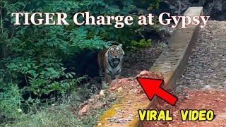 God Saved Tourist BY TIGER Charge at Ranthambore Watch What Happened Next?