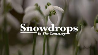 Snowdrops In The Cemetery.