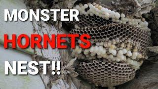 MONSTER Hornets Nest  Vacuum Hornets  Wasp Nest Removals