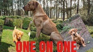 Lab working dog Foxred labradorJumping Drill and a Long Marked Retrieve.