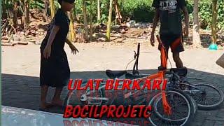 ULAT BERKARI  KOMEDI PROBOLINGGO BOCILPROJET