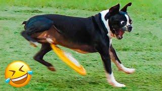 Best Funny Cats And Dogs Video Funniest Animals 2023