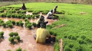 How Rice is Made  Step by Step Growing Rice Paddy Farming South India