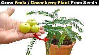 How to grow Amla  Gooseberry Plant From Seeds at home FULL UPDATE  English subtitles  .