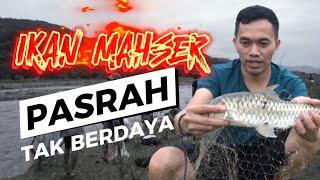 JALA IKAN MAHSER DI LARANGAN KOTO RAJO IKAN MAHSERNYA MEMANG GURIH  JELAJAH NAGARI