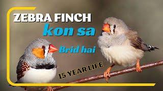 Zebra Finch Kon Sa Bird hai  15 year life hai  world info