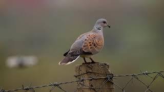 European Turtle Dove · Streptopelia turtur  - Turtullesha. Kamenice Kosovo.