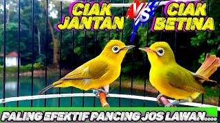 CIAK BETINA VS CIAK kecial kuning JANTAN  PALING EFEKTIF PANCING EMOSI & JOS LAWAN  BIKIN GACOR