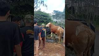 Menurunkan Sapi Simental Jumbo diPasar Sapi #shorts #cowvideos #sapijumbo