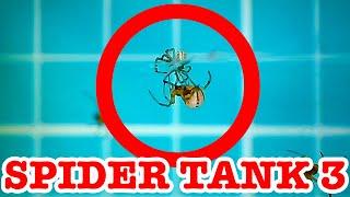 Redback Spider Tank 3 Natural Selection & More Baby Spiders EDUCATIONAL VIDEO Part 3