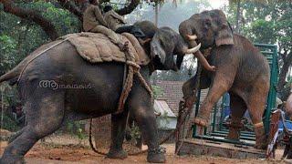 പാപ്പാനെ കൊല്ലാൻ വന്ന കാട്ടാനയ്ക്ക് മുട്ടൻ ഇടി കൊടുത്ത കലീം എന്ന കുങ്കിയാന  Kalim elephant kumki