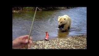 Grizzly Bear Takes Jeremy Wade’s Salmon - River Monsters