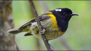 Recovering Aotearoa-New Zealand’s ray of sunshine the hihi from the brink of extinction