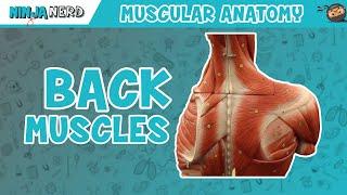 Muscles of the Back  Anatomy Model