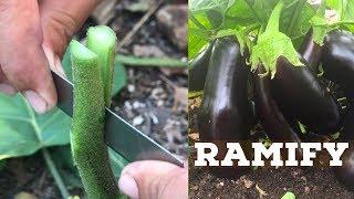 Grafting Vegetable Video  Eggplants and Pea Eggplant