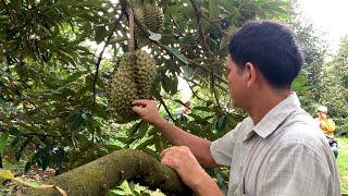 Cambodian farmers say a glut of durian fruit led to a steep price decline