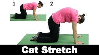 Cat Stretch - Ask Doctor Jo