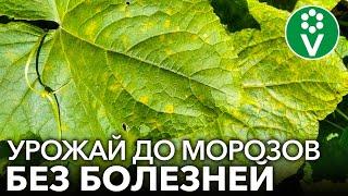 КАК Я СПАС ОГУРЦЫ ОТ ПЕРОНОСПОРОЗА без чудо-средств а доступными продуктами