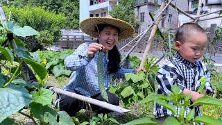 Picking cucumbers in the farmland Yike is afraid of cucumbers which makes people laugh