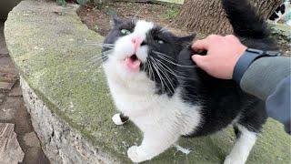 The best cat back scratch. His reaction was too hilarious