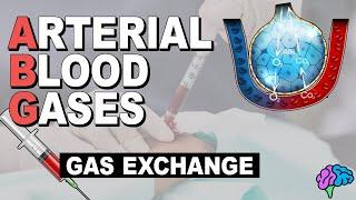 Blood Gases and Gas Exchange  Arterial Blood Gases Part 2