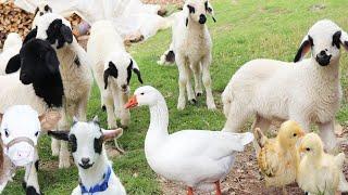 Komik Kuzular  Çiftlik Hayvanları Ördek  İnek  Koyunlar  Tavuk Civciv Sevimli Köpek Keçi Sesi