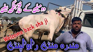 today mandra mandi Rawalpindi latest update ll part 2 ll jaffar mandi ll jamil tv ll