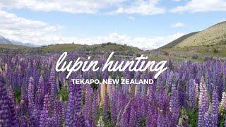 Lupin Photography Trip  Travel in Your Twenties