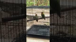 Lovebird konslet menittan terbaru